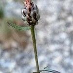 Centaurea tenorei その他の提案