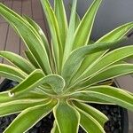 Agave demeesteriana Лист