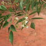 Pericopsis elata Fiore