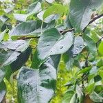 Pyrus pyrifolia Leaf