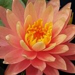 Nymphaea candida Flower
