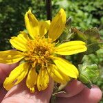 Silphium radula 花