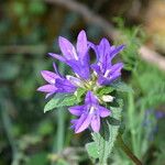 Campanula glomerataКвітка