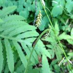 Carex sprengelii Habitus