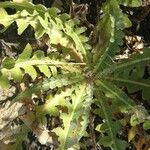 Sonchus ortunoi Leaf