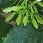 Acer davidii Fleur