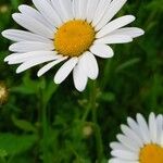 Leucanthemum ircutianum Кветка