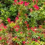 Pieris formosa Fula