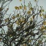 Cochlospermum vitifolium Λουλούδι