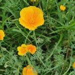 Eschscholzia caespitosa Flower