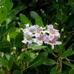 Tabebuia heterophylla Blüte