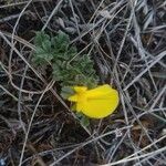 Ononis striata Flower