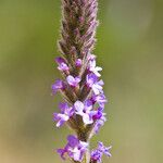 Verbena lasiostachys പുഷ്പം