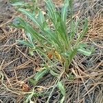 Oenothera howardii ᱛᱟᱦᱮᱸ