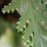 Davallia chaerophylloides Leaf