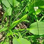 Alisma plantago-aquatica Blad