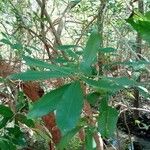 Cyrilla racemiflora Levél