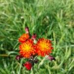 Pilosella aurantiaca Квітка
