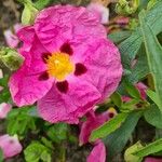 Cistus x purpureusЦвят