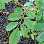 Indigofera hirsuta ഇല