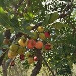 Ekebergia capensis Φρούτο