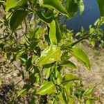 Prunus mahaleb Leaf