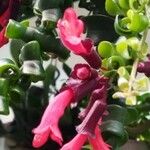 Aeschynanthus radicans Blatt