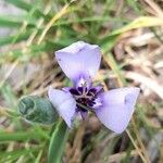 Herbertia lahue Blomst