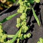 Chenopodium album Кветка