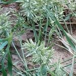 Eragrostis cilianensis Flower