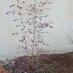 Callicarpa bodinieri Habit