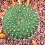 Rebutia minuscula Листок