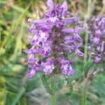 Betonica officinalisFlower