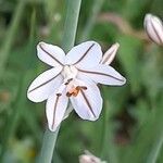 Asphodelus fistulosus Blomma