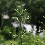 Scrophularia elatior Habitus