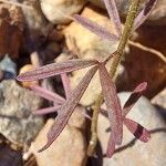 Cleome violacea Leaf