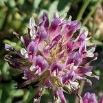 Trifolium wormskioldii Cvet