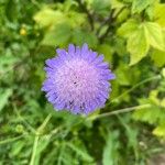 Knautia arvensisപുഷ്പം