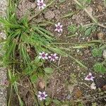 Sisyrinchium rosulatum Цветок