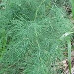 Asparagus tenuifolius 葉