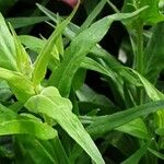 Penstemon hartwegii Yaprak