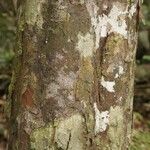 Chrysophyllum pomiferum Corteza