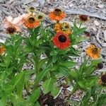Helenium autumnale Çiçek