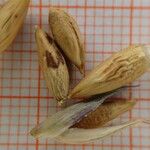 Pseudosasa disticha Egyéb