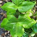 Arisaema ringens List