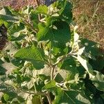 Arctium tomentosumFeuille