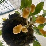 Stanhopea wardii Levél