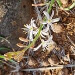 Chlorophytum affine Lorea