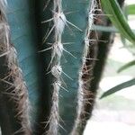 Pilosocereus leucocephalus Leaf