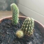 Echinopsis huascha Hoja